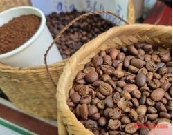 Giá cà phê hôm nay 1-12: Dồn dập thu hoạch và khuyến cáo quan trọng