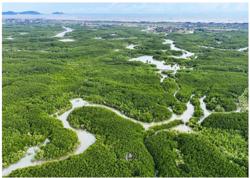 Xây dựng dữ liệu carbon xanh quốc gia