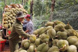 Sầu riêng xuất khẩu: Kỳ vọng tiếp tục dẫn dắt ngành rau quả