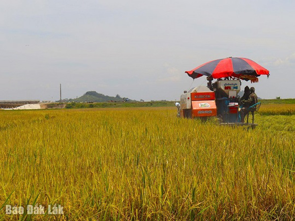 Nông nghiệp - Bệ đỡ giảm nghèo bền vững