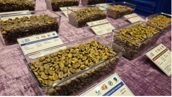 Giá cà phê hôm nay 11-12: Tăng nhưng nông dân ít mở rộng diện tích