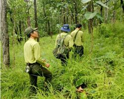 Gian nan giữ rừng Yok Đôn