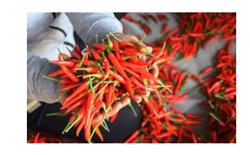 Lý do Việt Nam chi 23,5 triệu USD để nhập khẩu ớt