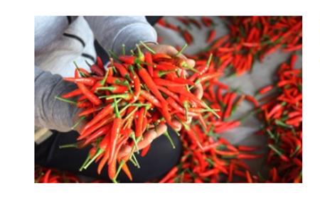 Lý do Việt Nam chi 23,5 triệu USD để nhập khẩu ớt