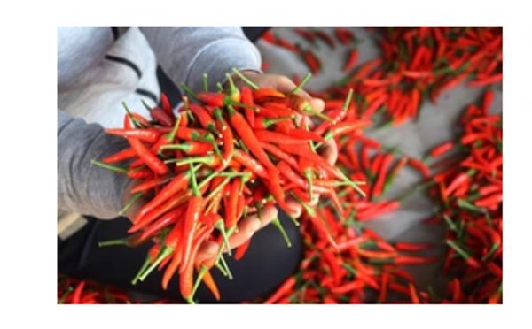 Lý do Việt Nam chi 23,5 triệu USD để nhập khẩu ớt