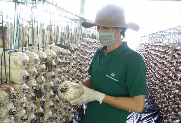 Đắk Lắk có 1 dự án lọt Top 10 dự án vào chung kết Khởi nghiệp Quốc gia