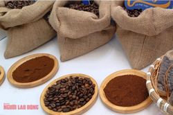 Giá cà phê hôm nay 13-12: Cuối tuần lao dốc, mốc 100.000 đồng/kg không còn