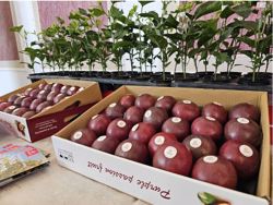 Chanh leo Việt Nam trước cơ hội vào thị trường 4,8 tỉ USD