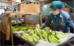 Xuất khẩu chuối hướng tới mốc tỷ USD: Cơ hội và thách thức