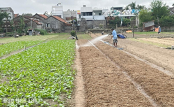 Hỗ trợ hạt giống, con giống giúp người dân khôi phục sản xuất sau thiên tai