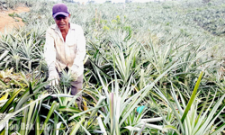 Người nông dân năng động làm giàu trên vùng đất khó