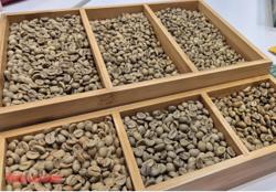 Giá cà phê hôm nay 18-12: Lao dốc phiên thứ 5, mốc 90.000 đồng/kg có thể thủng