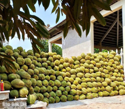 Cho mùa sầu riêng quả ngọt