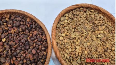 Giá cà phê hôm nay 19-12: Giảm phiên thứ 6 liên tiếp