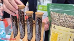 Giá cà phê hôm nay 2-12: Giảm mạnh, hàng trăm nhà mua hàng quốc tế đang quy tụ tại TP HCM