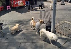 Từ ngày 15-12, có thể quay clip chó không rọ mõm gửi công an?