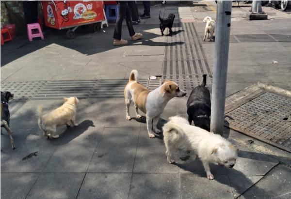 Từ ngày 15-12, có thể quay clip chó không rọ mõm gửi công an?