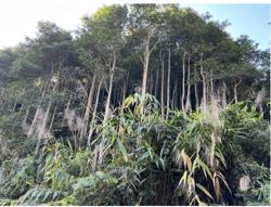 Thí điểm sàn giao dịch carbon: Nhóm ngành phát thải lớn được phân bố hạn ngạch carbon miễn phí