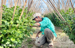 Nông dân tìm cách giảm thiệt hại sau bão lũ