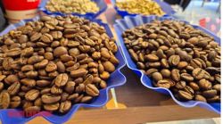 Giá cà phê hôm nay 20-12: Giảm phiên thứ 7, tiêu thụ cà phê tăng kỷ lục