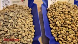 Giá cà phê hôm nay 23-12: Đồng loạt tăng mạnh