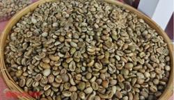 Giá cà phê hôm nay 25-12: Tăng phiên thứ 3, Việt Nam "một mình một chợ"