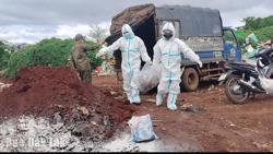 Tiêu hủy ổ dịch cúm gia cầm H5N1 tại xã Pơng Drang