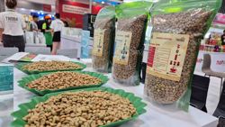 "Cân não" trước vụ cà phê mới