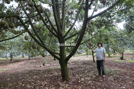 Xã Krông Pắc: Thành lập Tổ giám sát sản xuất – chất lượng sầu riêng theo chuỗi liên kết