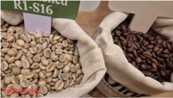 Giá cà phê hôm nay 3-12: Rớt giá liên tục, chưa tìm thấy đáy