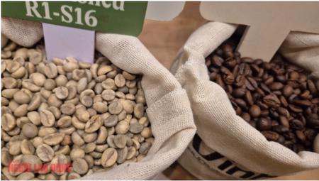 Giá cà phê hôm nay 3-12: Rớt giá liên tục, chưa tìm thấy đáy