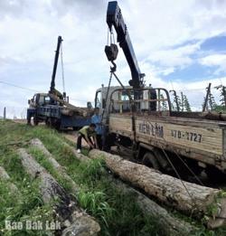 Kiểm lâm khu vực Ea H’leo phát hiện 9 vụ phá rừng trong tháng 11