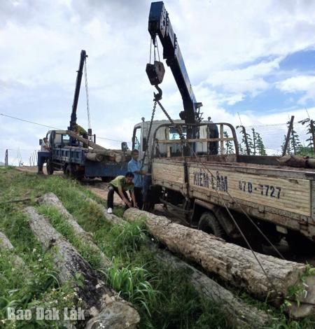 Kiểm lâm khu vực Ea H’leo phát hiện 9 vụ phá rừng trong tháng 11