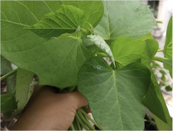 Xuất khẩu lá lạ, bất ngờ thu về 10 triệu USD