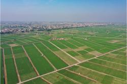 Từ 1/1/2026: Miễn thuế sử dụng đất nông nghiệp đến hết 2030