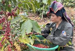 Cà phê Việt Nam và hành trình vượt xa kỳ vọng