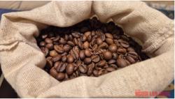Giá cà phê hôm nay 4-12: Chưa cắt mạch đi lùi, nông dân có bị ép giá?