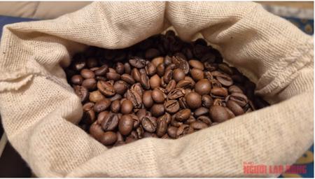 Giá cà phê hôm nay 4-12: Chưa cắt mạch đi lùi, nông dân có bị ép giá?