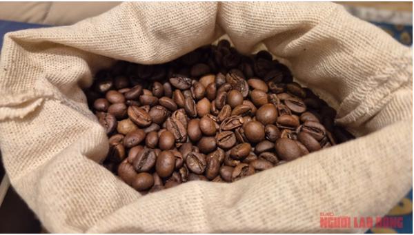 Giá cà phê hôm nay 4-12: Chưa cắt mạch đi lùi, nông dân có bị ép giá?