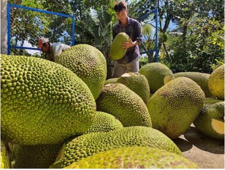 Xuất khẩu nông sản Việt - còn nhiều dư địa