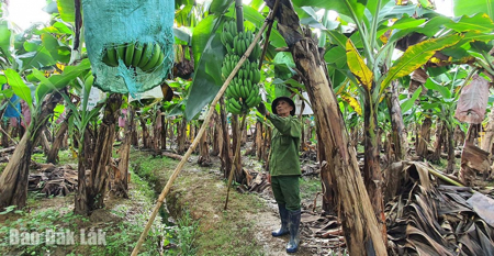 Trồng chuối tiêu hồng - Hướng đi mới của nông dân xã Yang Mao