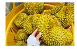 Bộ Nông nghiệp và Môi trường nói gì về vụ án liên quan xuất khẩu sầu riêng?