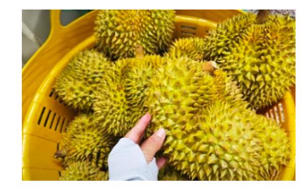 Bộ Nông nghiệp và Môi trường nói gì về vụ án liên quan xuất khẩu sầu riêng?