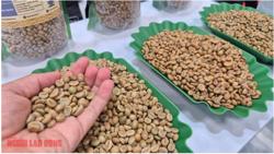 Giá cà phê hôm nay 8-12: Động thái lạ của khối ngoại