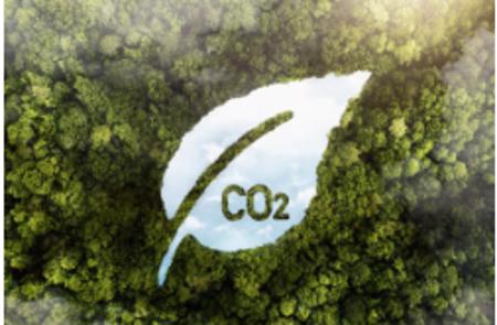 Tín chỉ carbon rừng Việt Nam thu hút sức mua từ doanh nghiệp ngoại