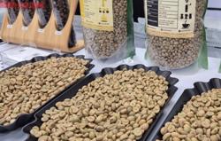 Giá cà phê hôm nay 9-12: Lao dốc tiếp