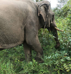  Nỗ lực giảm thiểu xung đột với voi rừng