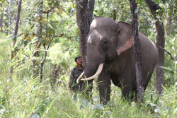 Đẩy mạnh công tác bảo tồn voi