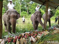 Hội voi Buôn Đôn 2025: Cơ hội trải nghiệm du lịch thân thiện với voi