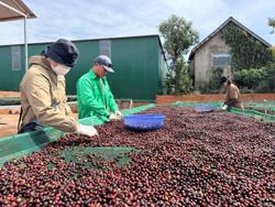 Hồi hộp theo giá cà phê